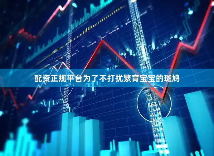 配资正规平台为了不打扰繁育宝宝的斑鸠